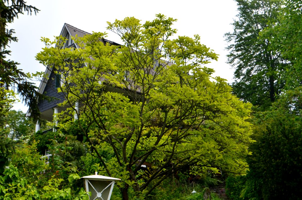 Alsbach, Hindenburgstraße 10