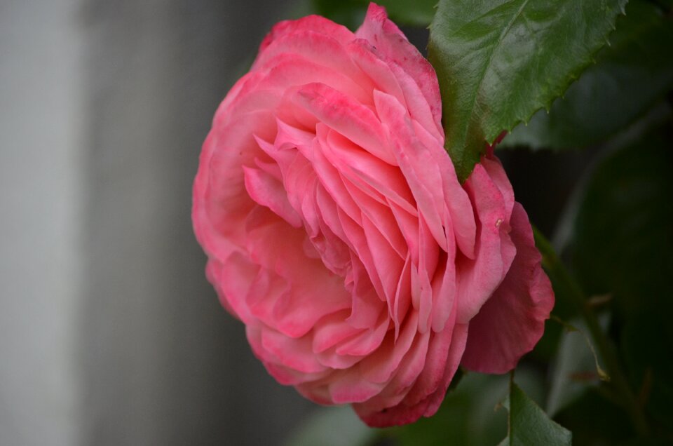 Pink rose blossom bloom