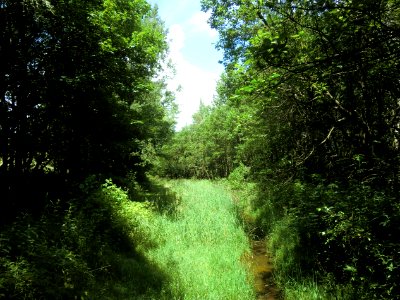 Altenberg Aschergraben 03