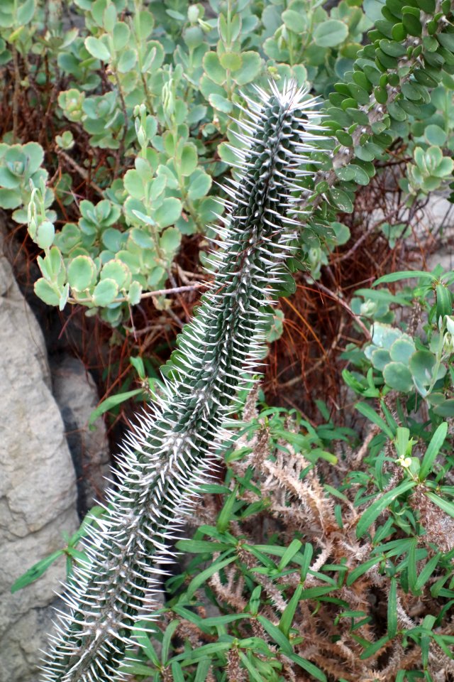Alluaudia montagnacii - Brooklyn Botanic Garden - Brooklyn, NY - DSC08105