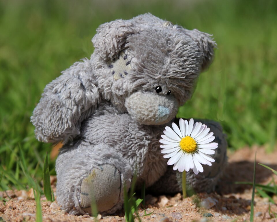 Daisy bear love