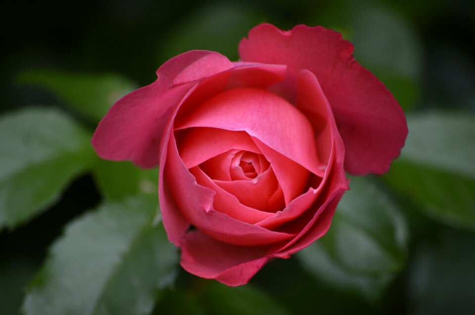 Pink pink rose flowers