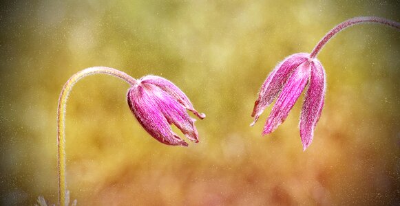 Plant spring flower blossom