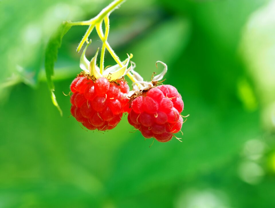 Ripe fruits harvest