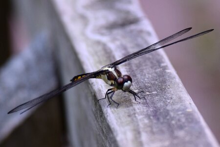 Dragon fly bug photo