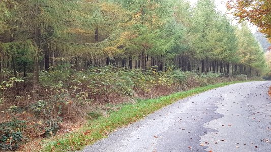 Alster-Hügelgräber Kleine Hardt (2)
