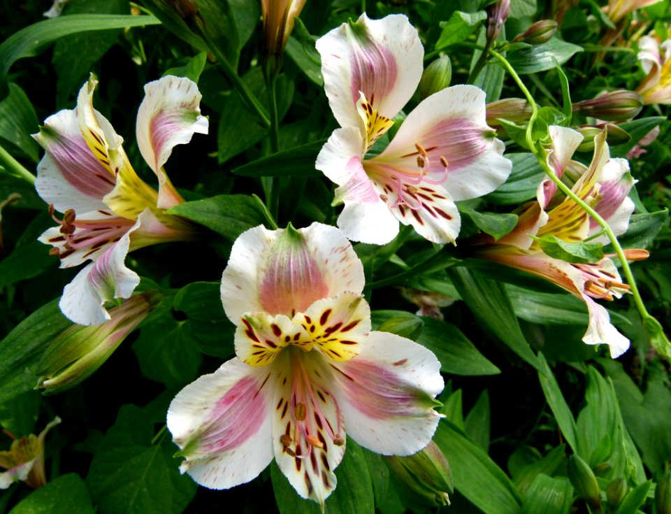 Alstroemeria cultivar in Jardin des Plantes-3