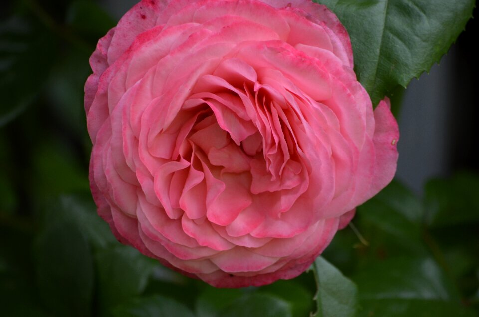 Nature summer blossom