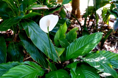 Alpinia formosana - Marie Selby Botanical Gardens - Sarasota, Florida - DSC01206