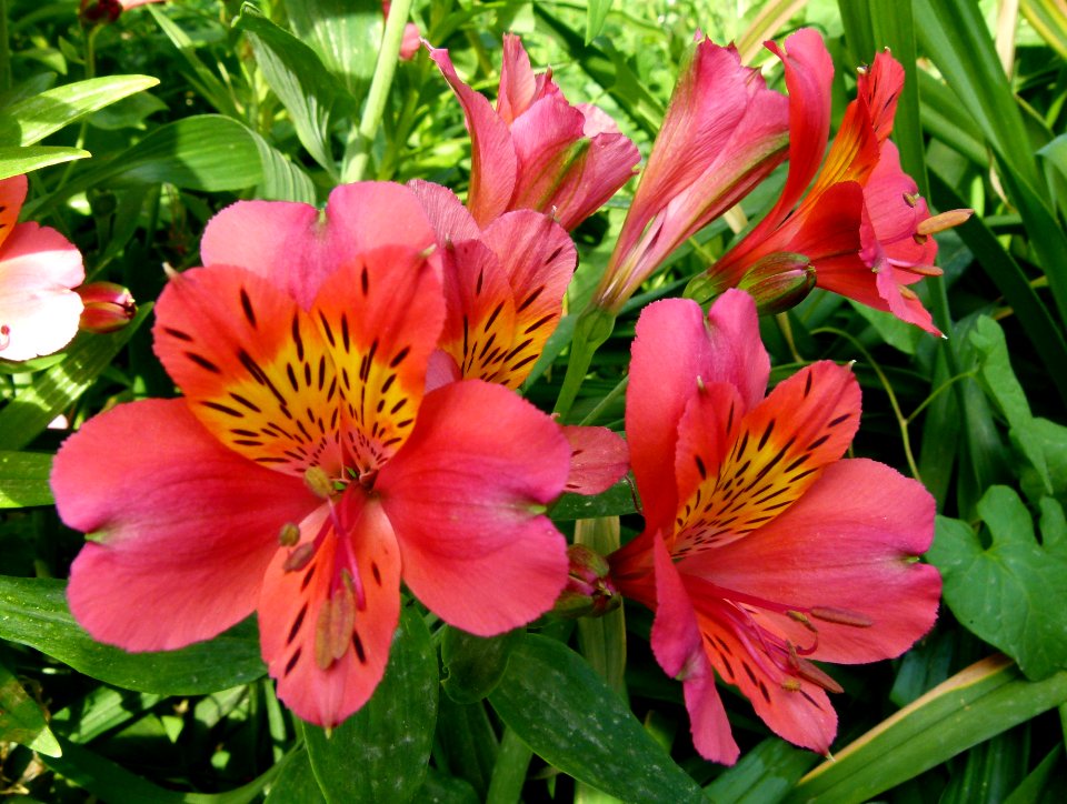 Alstroemeria cultivar in Jardin des plantes de Paris