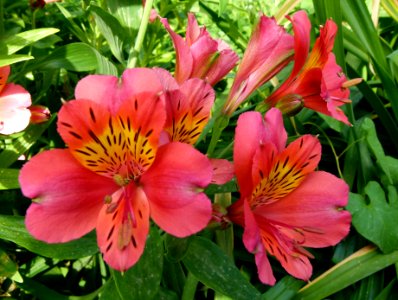 Alstroemeria cultivar in Jardin des plantes de Paris
