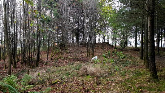 Alster-Hügelgräber Im Kollerwinkel (10)