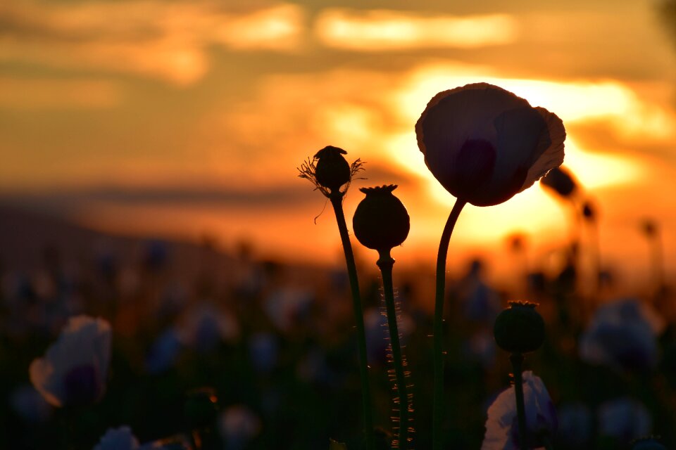 Poppies sunset landscape