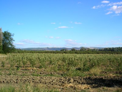 Alma Valley7