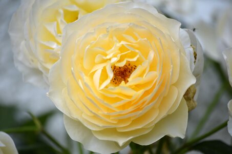 Nature white petals