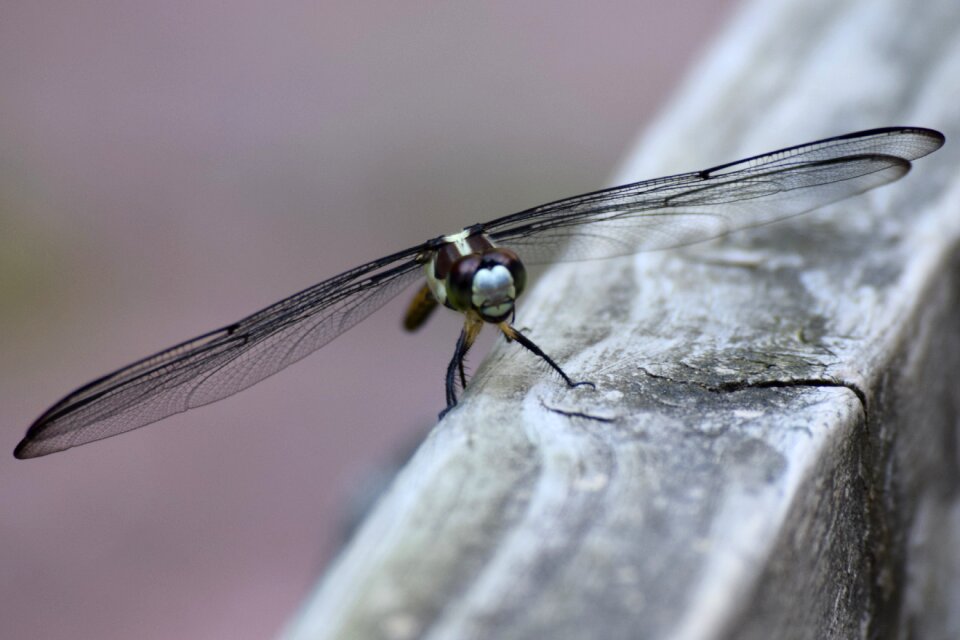 Dragon fly bug photo