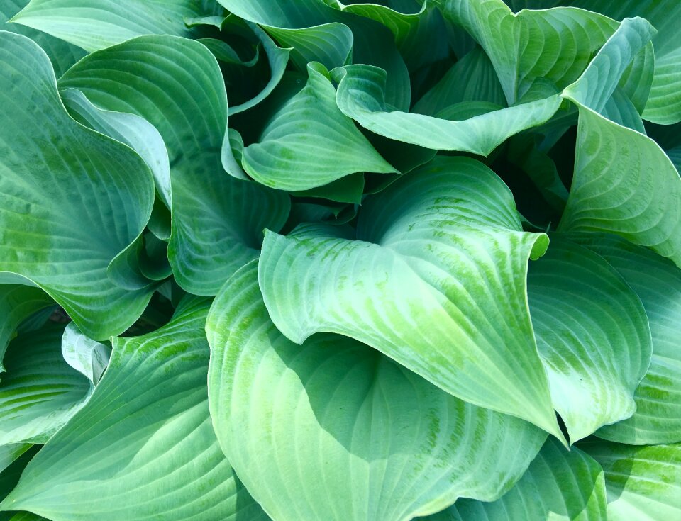 Natural plant summer