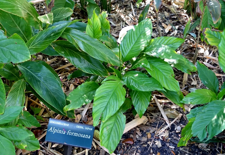 Alpinia formosana - Marie Selby Botanical Gardens - Sarasota, Florida - DSC01204