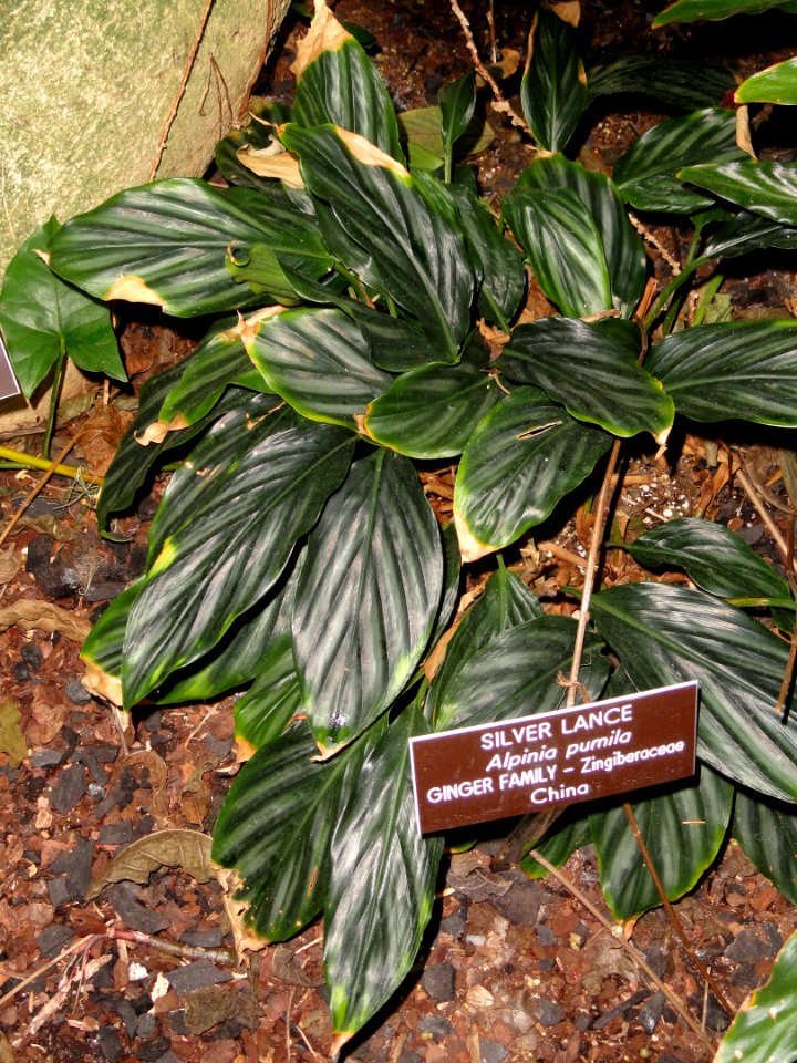 Alpinia pumila - United States Botanic Garden - DSC09620