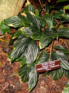 Alpinia pumila - United States Botanic Garden - DSC09620