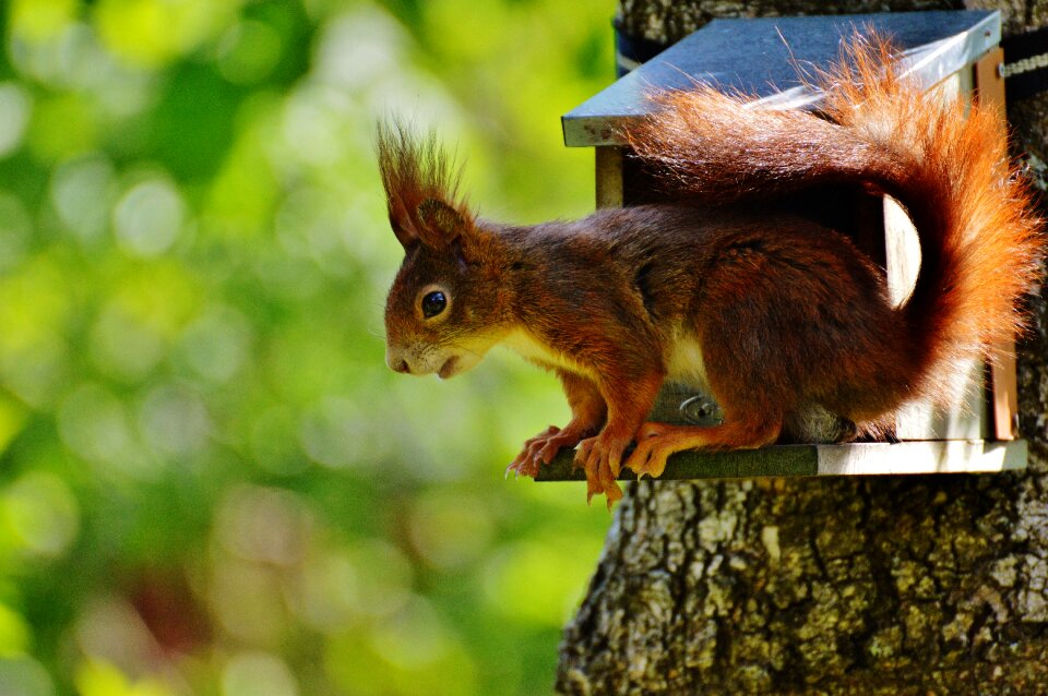Nature rodent garden