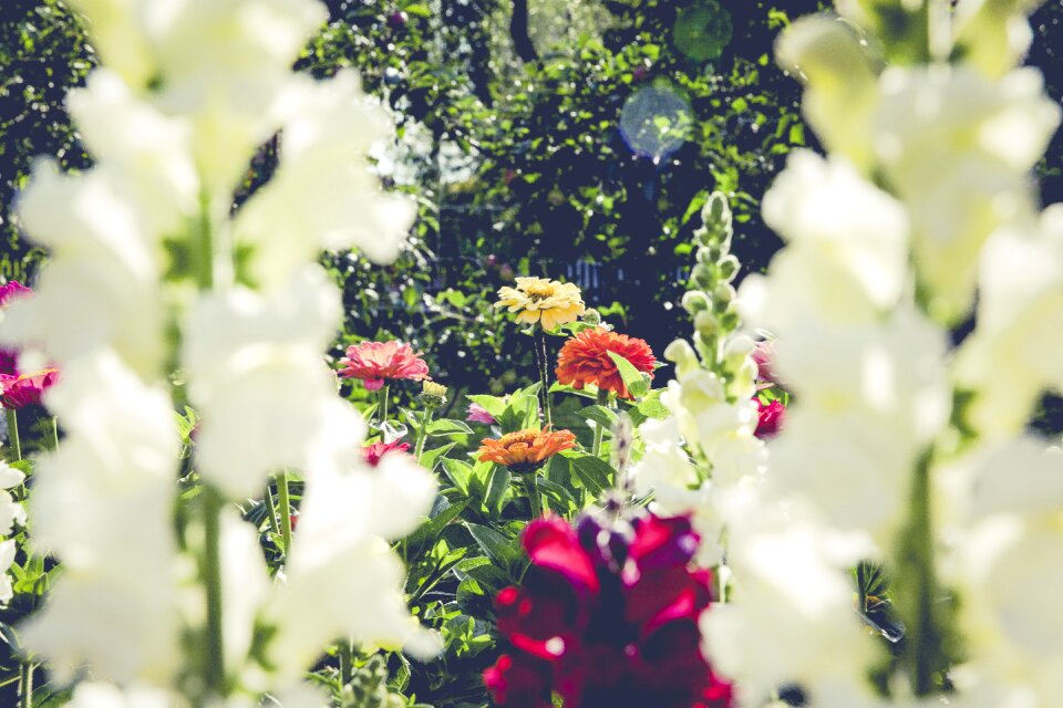 Bloom flora rose