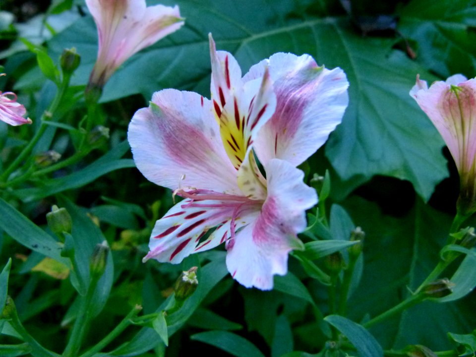 Alstroemeria au Jardin des Plantes de Paris