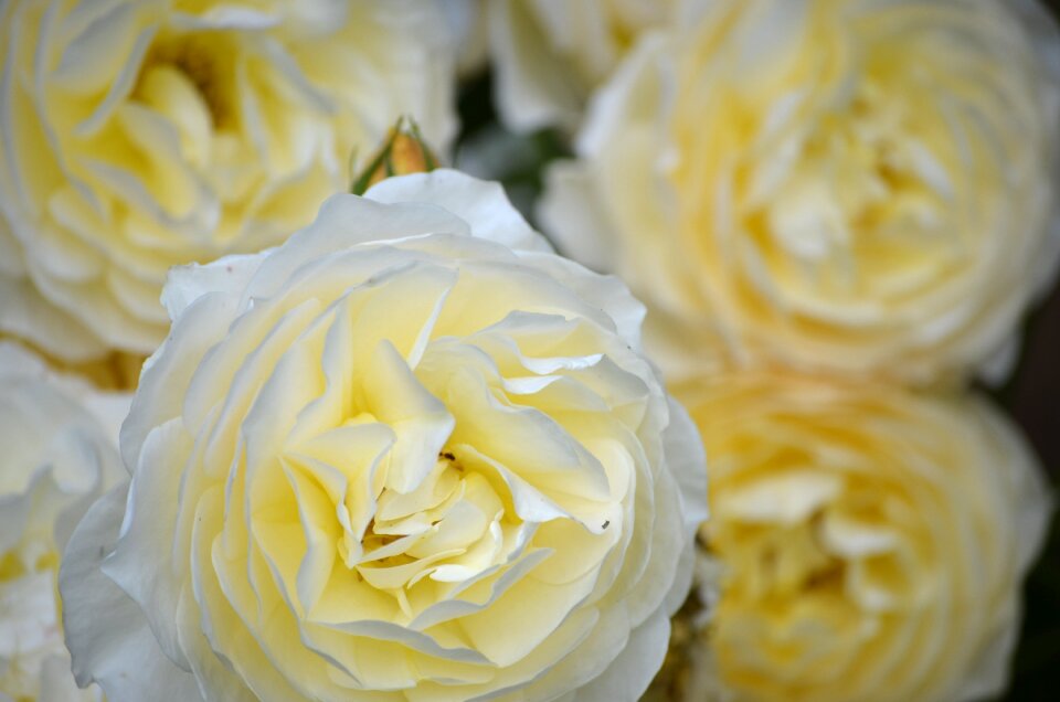 Miracle flower rose bloom
