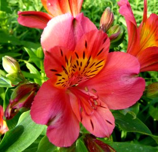 Alstroemeria cultivar in Jardin des Plantes-2