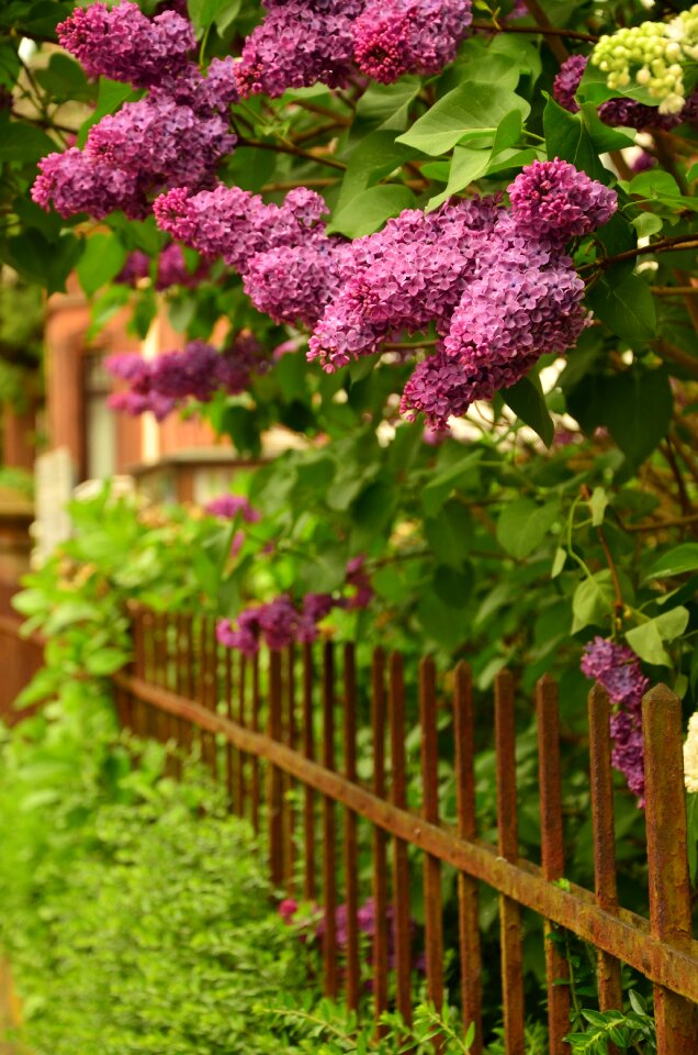 Lilac tree iron garden