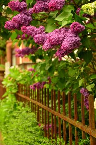 Lilac tree iron garden photo