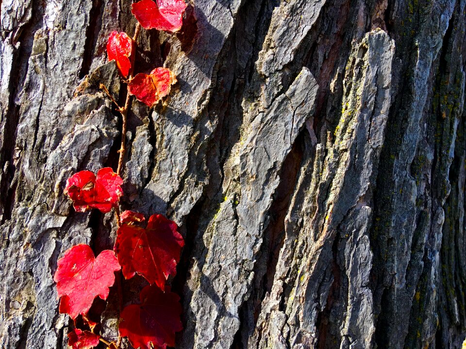 Nature branch plant