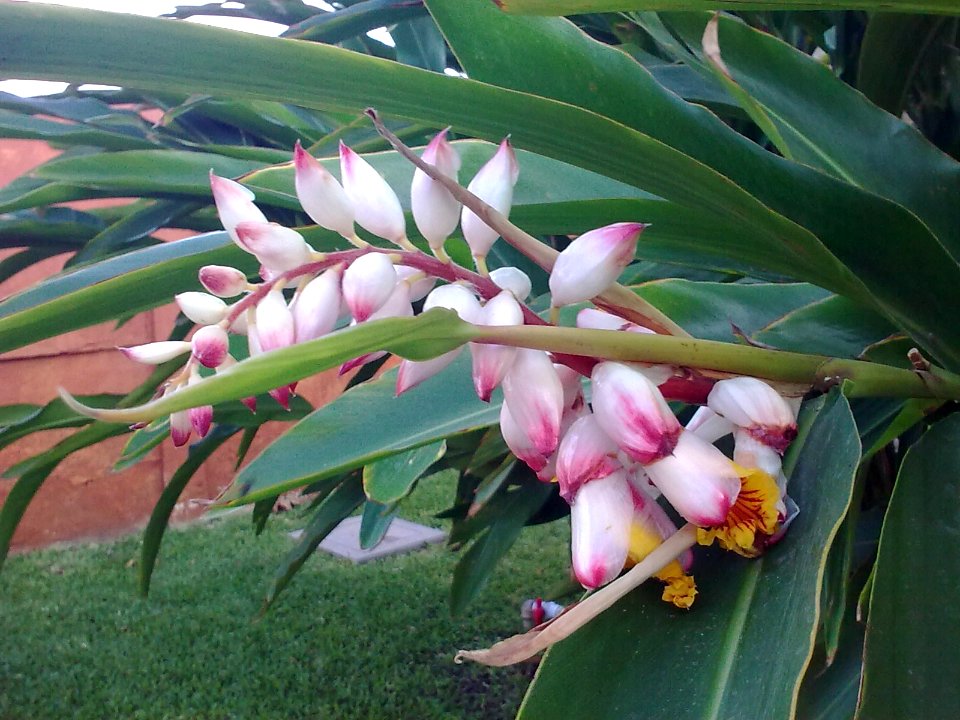 Alpinia zerumbet 5288