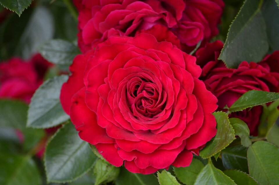 Nature flower bloom