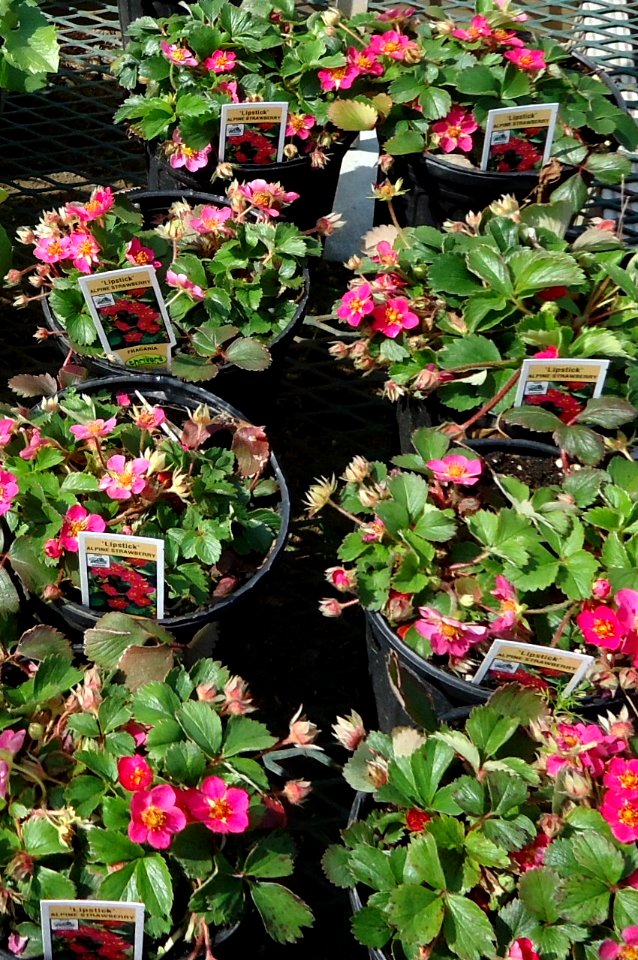Alpine Strawberry Fragaria plants growing in NJ in April