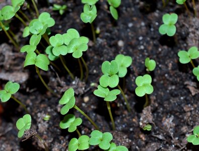 Seedlings why dacha