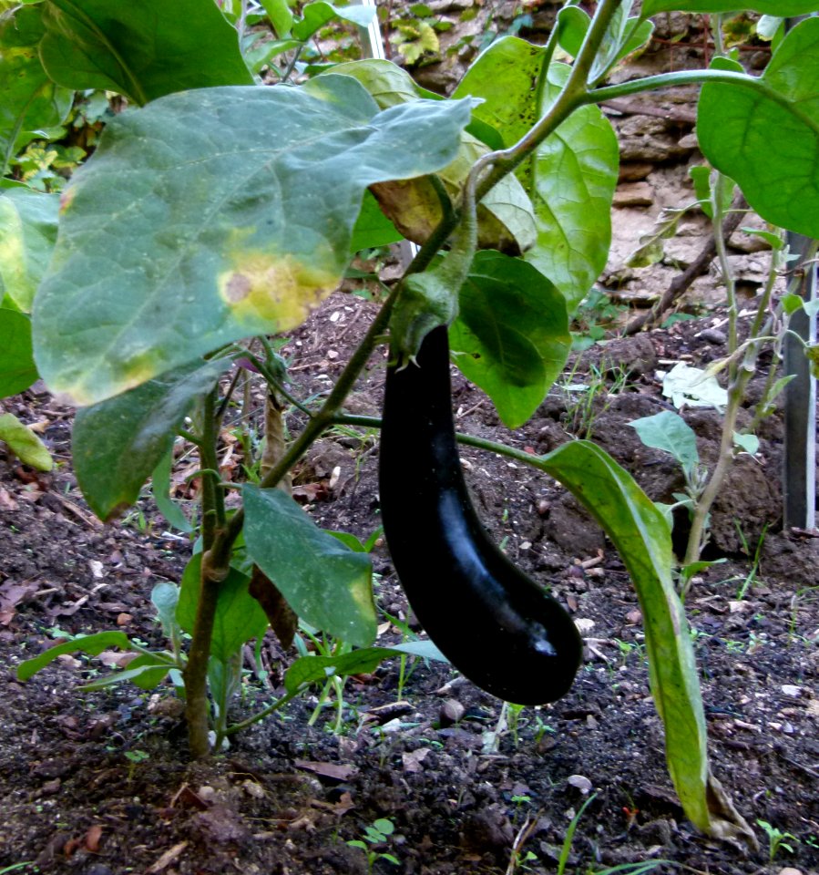 Aubergine du jardin