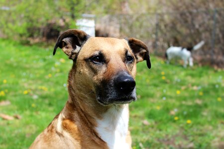 Dog face outside rescue dog