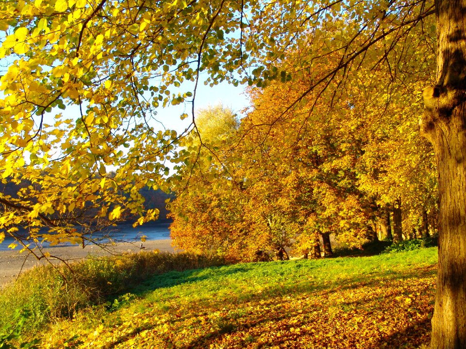 Leaves autumn nature