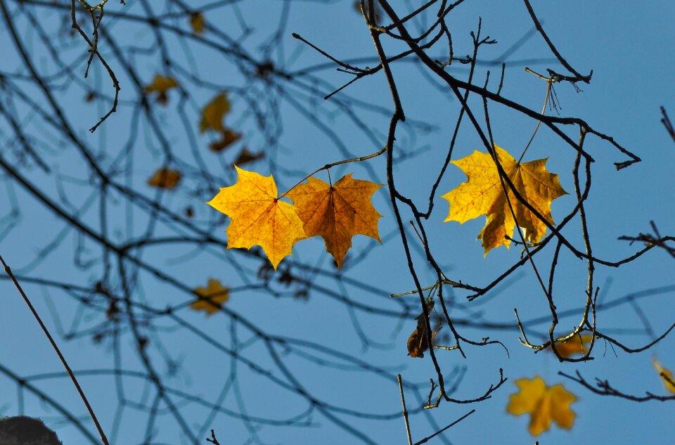 Fall autumn branches photo