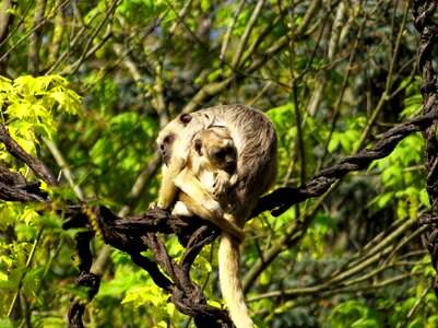 Wild animal monkey zoo