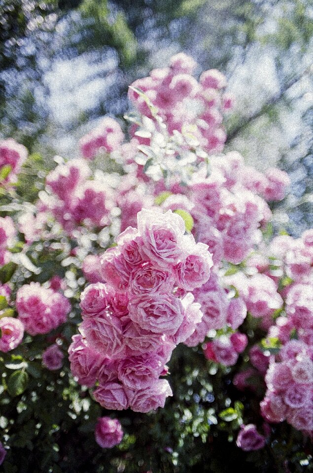 Romantic flower nature