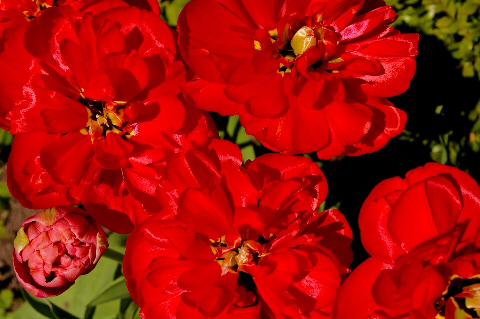 Flower spring nature