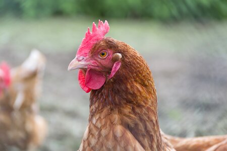 Pen animal agriculture