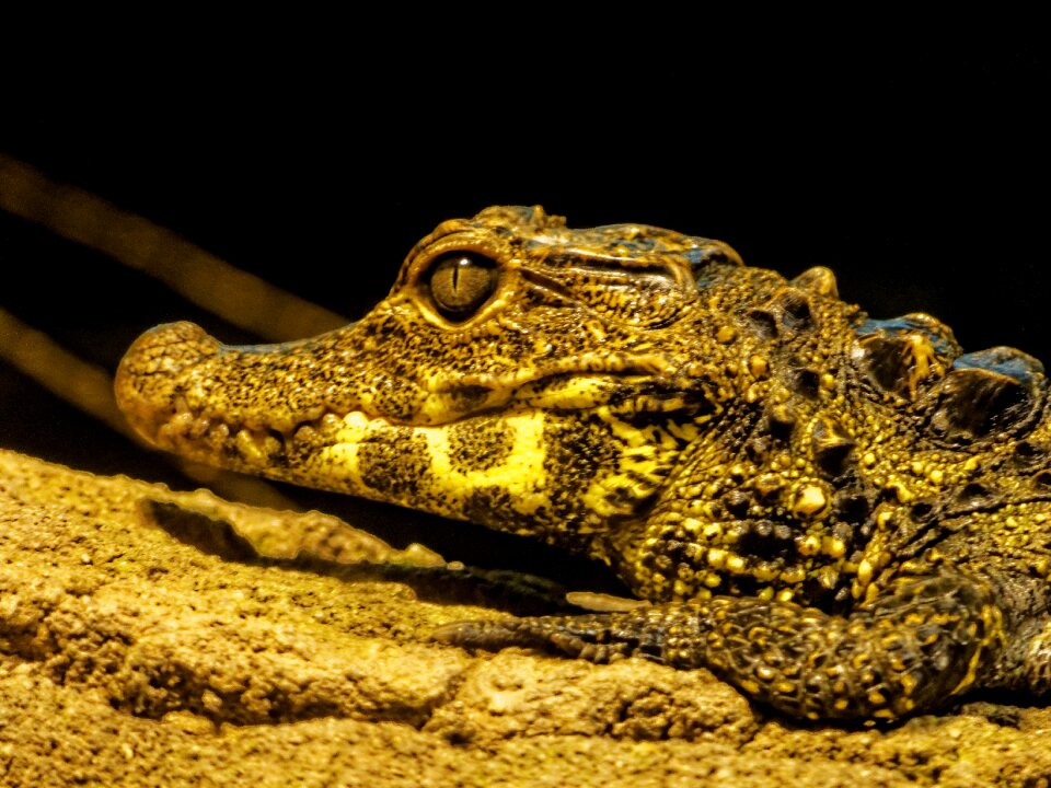 Wild animal lizard zoo