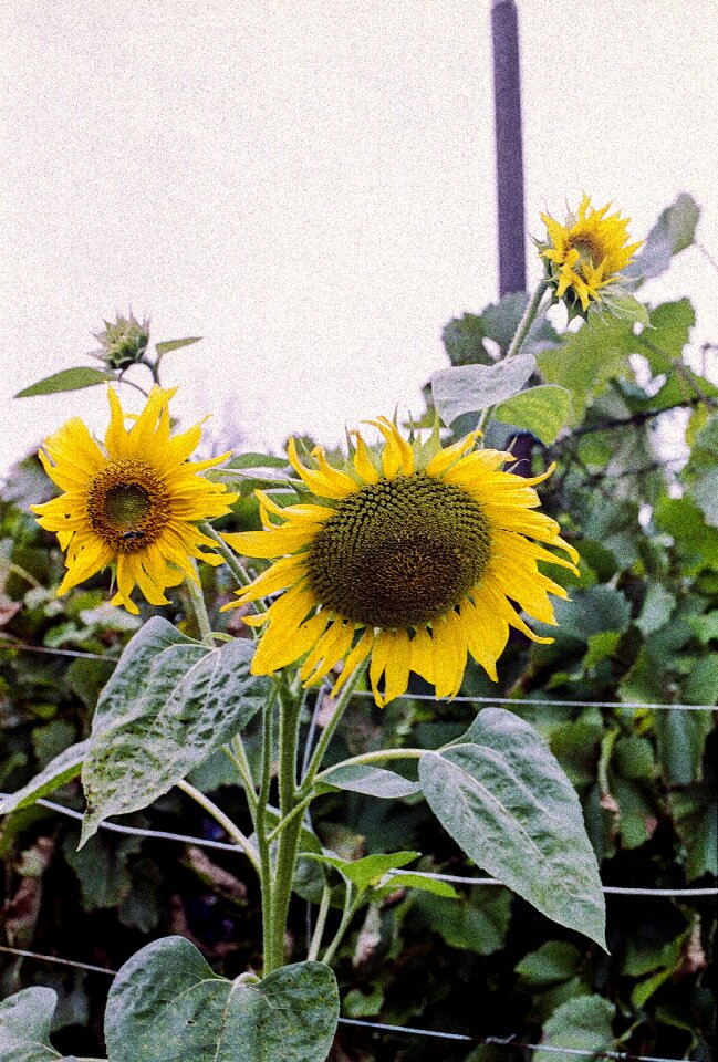 Nature flower field