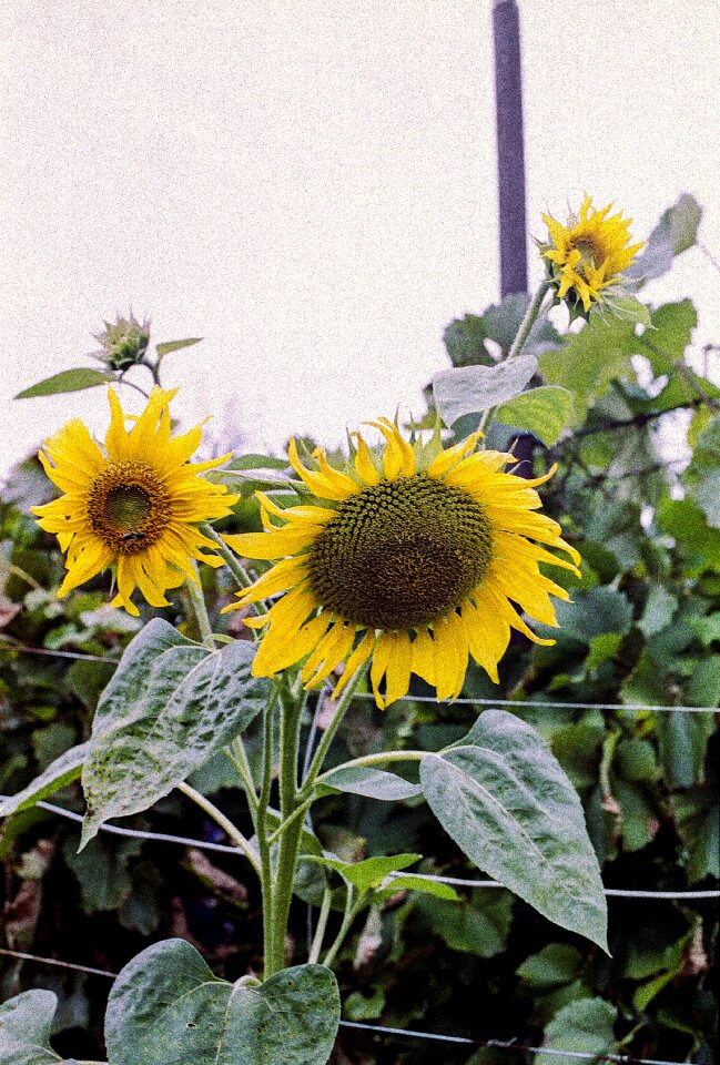 Nature flower field photo