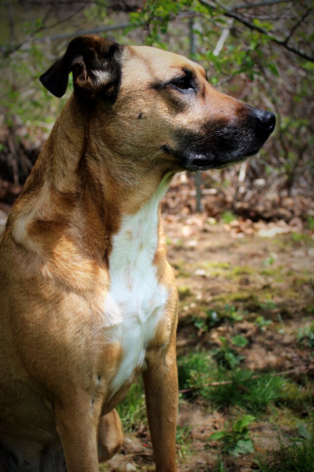 Outside rescue dog vintage