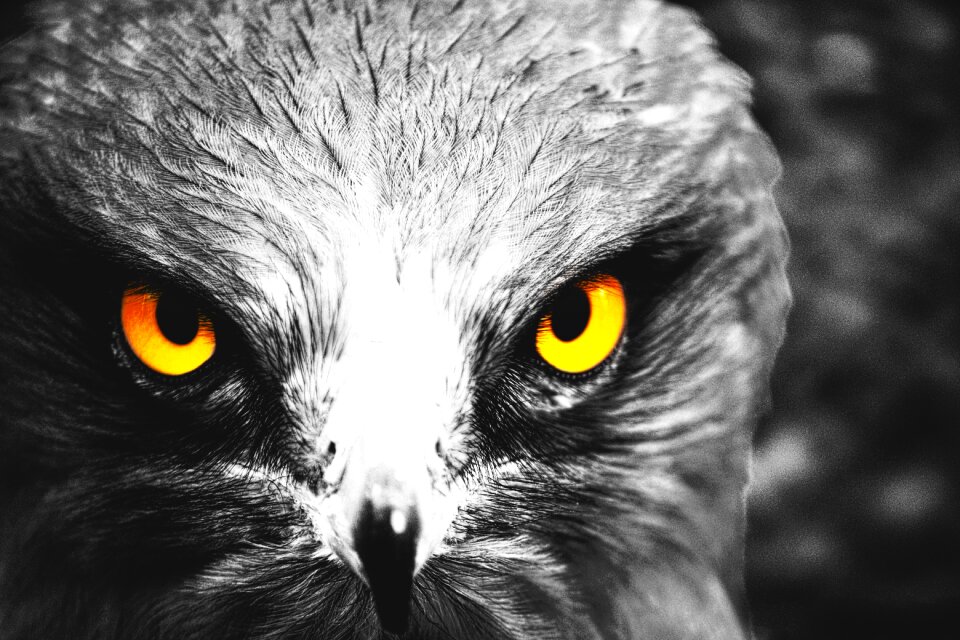 Bird yellow eyes cute