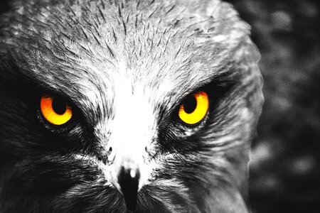 Bird yellow eyes cute